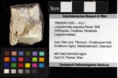 Foto (Objket + Etiketten) von Longodromites angustus (Reuss 1858) 